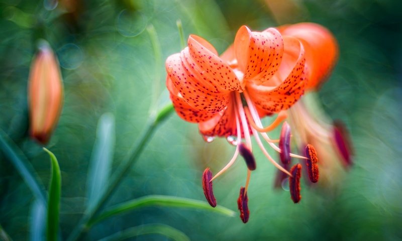 Обои цветы, тычинки, размытость, лилия, боке, flowers, stamens, blur, lily, bokeh разрешение 2048x1152 Загрузить