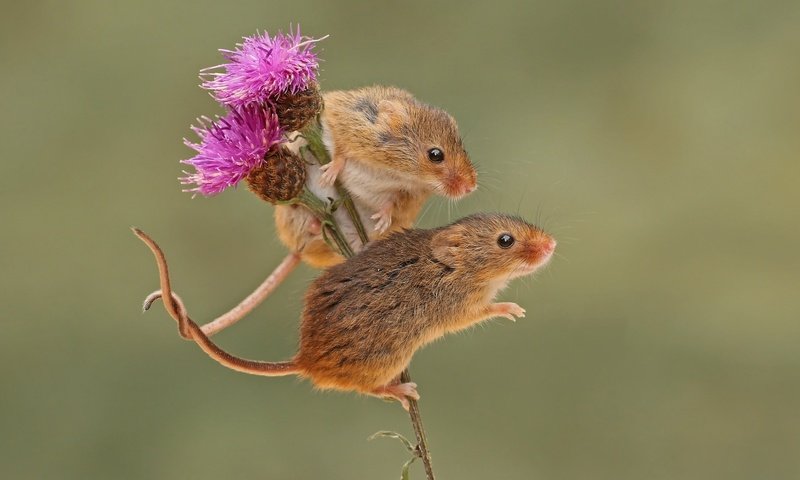 Обои фон, парочка, грызун, мышки, harvest mouse, мышь-малютка, бодяк, background, a couple, rodent, mouse, the mouse is tiny, thistle разрешение 2048x1558 Загрузить