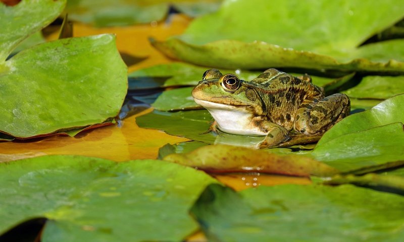 Обои вода, природа, листья, макро, водоем, лягушка, пруд, зеленая, пятнистая, spotted, water, nature, leaves, macro, pond, frog, green разрешение 4712x2650 Загрузить