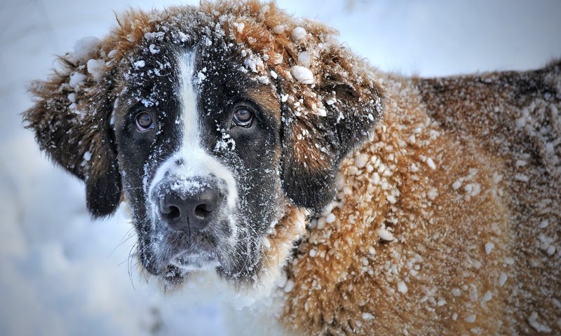 Обои морда, снег, зима, взгляд, собака, сенбернар, face, snow, winter, look, dog, st. bernard разрешение 3336x2222 Загрузить