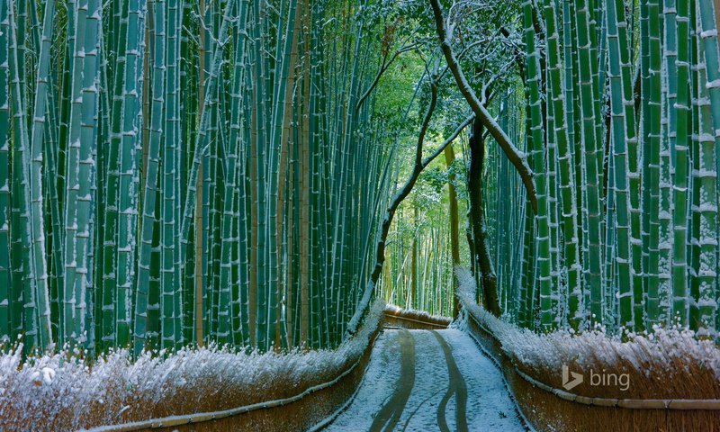 Обои природа, лес, зима, бамбук, бамбуковый, bing, nature, forest, winter, bamboo разрешение 1920x1200 Загрузить