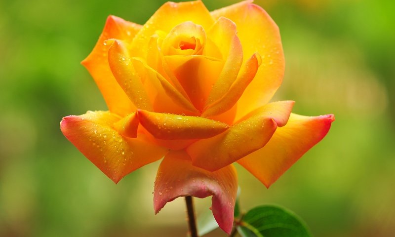 Обои цветок, капли, роза, лепестки, flower, drops, rose, petals разрешение 2880x1800 Загрузить