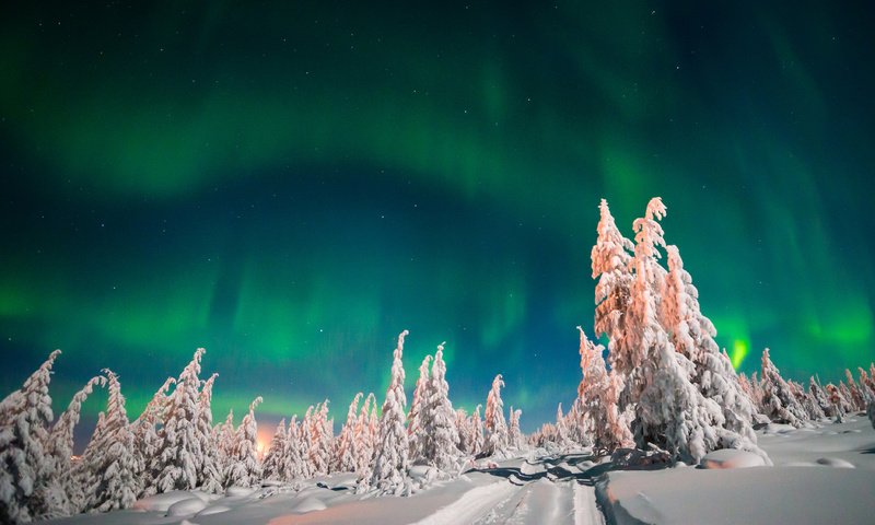 Обои небо, деревья, снег, лес, зима, северное сияние, ели, the sky, trees, snow, forest, winter, northern lights, ate разрешение 4000x2250 Загрузить