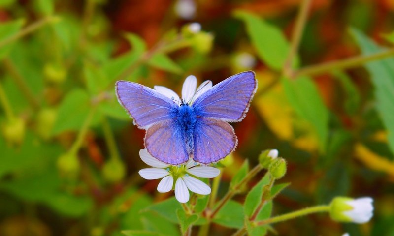 Обои цветы, насекомое, бабочка, крылья, размытость, flowers, insect, butterfly, wings, blur разрешение 3000x1743 Загрузить