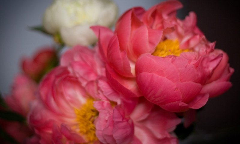 Обои цветы, лепестки, розовые, пионы, flowers, petals, pink, peonies разрешение 2400x1350 Загрузить