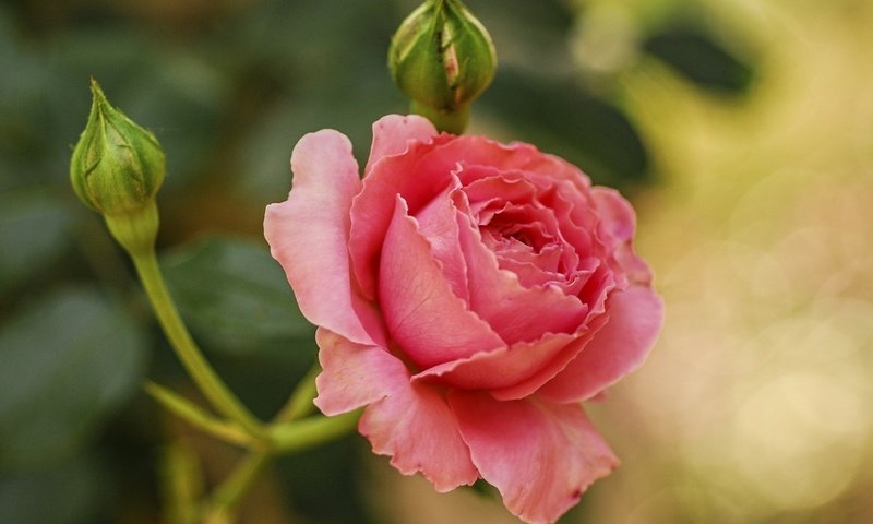 Обои природа, макро, цветок, роза, лепестки, бутон, nature, macro, flower, rose, petals, bud разрешение 1920x1080 Загрузить