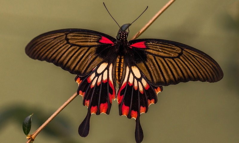 Обои насекомое, парусник, бабочка, крылья, мотылек, insect, sailboat, butterfly, wings, moth разрешение 2048x1320 Загрузить
