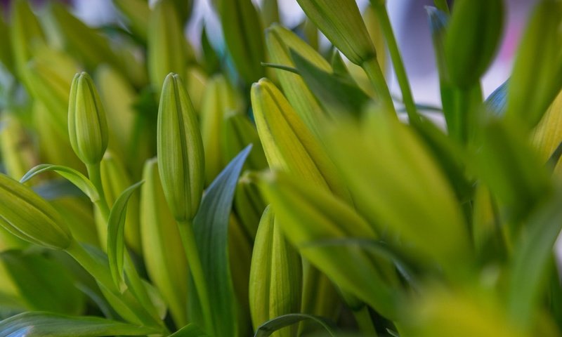 Обои цветы, бутоны, листья, макро, лилии, flowers, buds, leaves, macro, lily разрешение 2048x1365 Загрузить