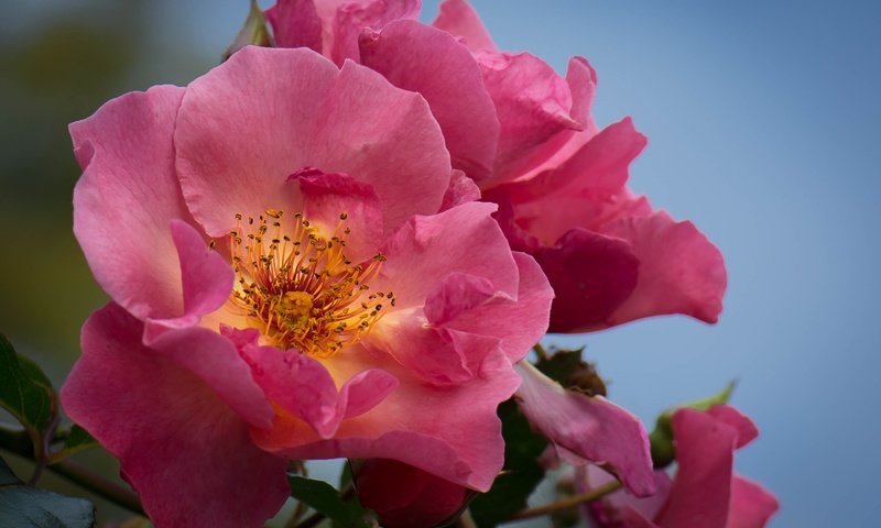 Обои цветы, макро, фон, розы, лепестки, куст, flowers, macro, background, roses, petals, bush разрешение 3000x2086 Загрузить