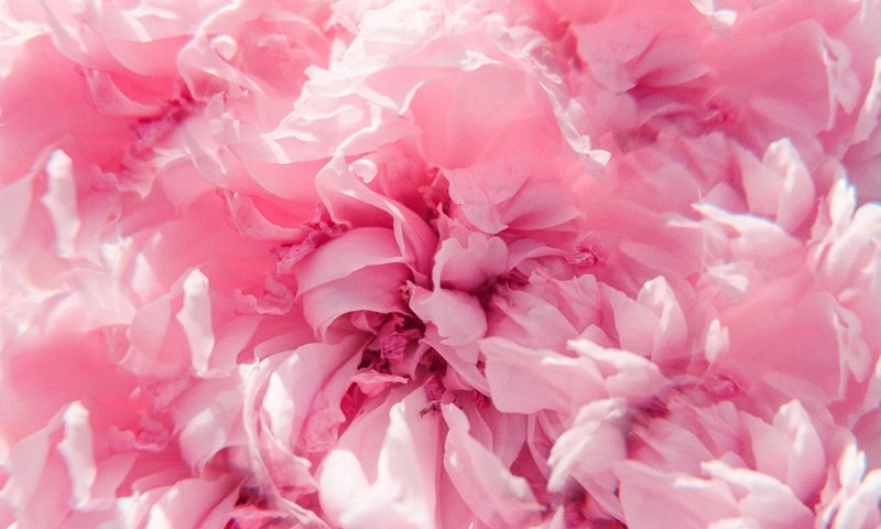 Обои цветы, макро, лепестки, розовые, нежность, hayden williams, flowers, macro, petals, pink, tenderness разрешение 2936x2001 Загрузить