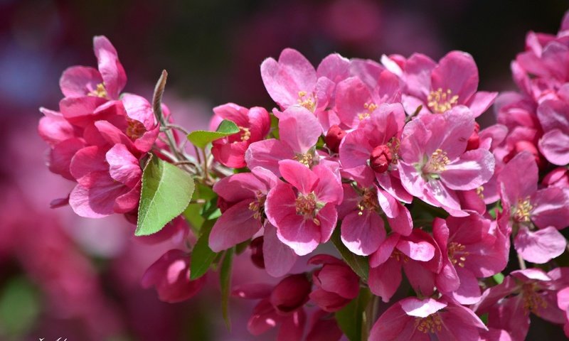 Обои цветы, ветка, дерево, цветение, лепестки, весна, flowers, branch, tree, flowering, petals, spring разрешение 2048x1357 Загрузить