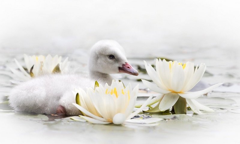 Обои цветы, вода, птенец, птица, клюв, лилии, лебедь, кувшинки, flowers, water, chick, bird, beak, lily, swan, water lilies разрешение 1920x1105 Загрузить