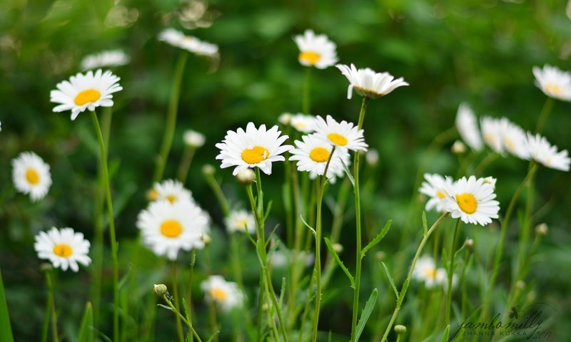 Обои цветы, поле, лето, лепестки, ромашки, белые, flowers, field, summer, petals, chamomile, white разрешение 4496x3000 Загрузить