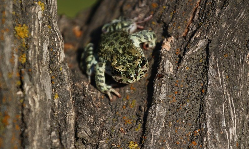 Обои дерево, лягушка, кора, tree, frog, bark разрешение 1920x1280 Загрузить