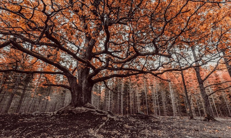 Обои деревья, дерево, лес, ветки, ветви, осень, trees, tree, forest, branches, branch, autumn разрешение 2560x1641 Загрузить