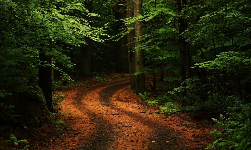 Обои дорога, деревья, природа, зелень, лес, поворот, road, trees, nature, greens, forest, turn разрешение 2560x1600 Загрузить