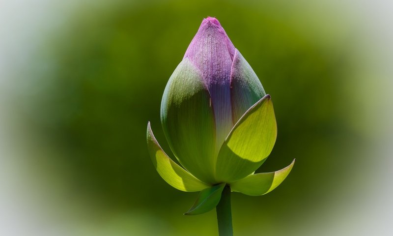 Обои фон, цветок, бутон, лотос, background, flower, bud, lotus разрешение 2048x1365 Загрузить