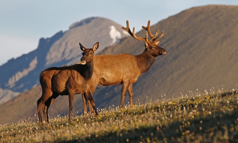 Обои горы, природа, рога, олени, олень благородный, вапити, mountains, nature, horns, deer, wapiti разрешение 2048x1275 Загрузить