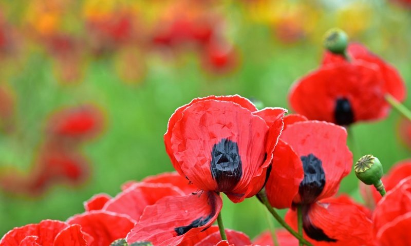 Обои цветы, макро, лепестки, красные, маки, размытость, flowers, macro, petals, red, maki, blur разрешение 2048x1365 Загрузить