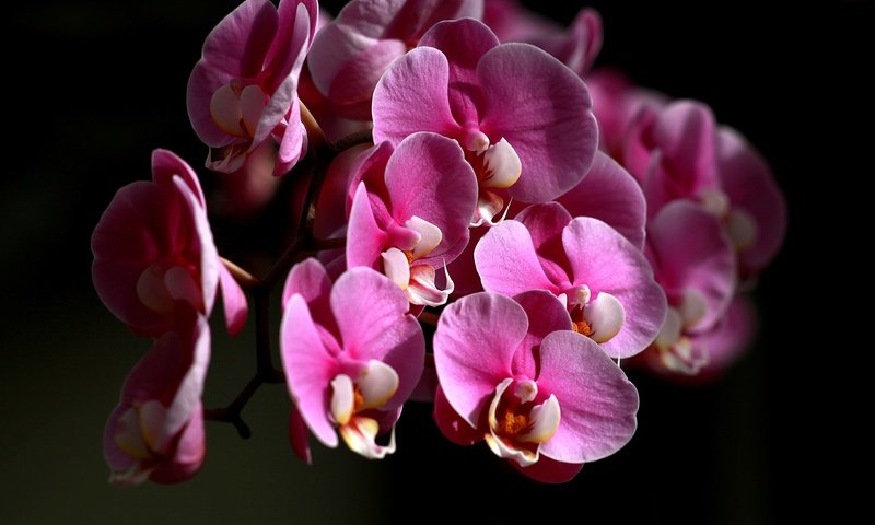 Обои цветы, лепестки, черный фон, орхидея, flowers, petals, black background, orchid разрешение 2048x1365 Загрузить