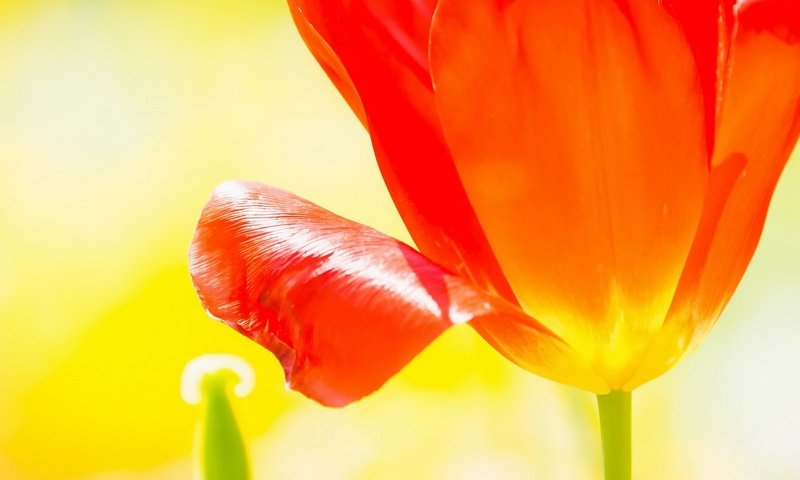 Обои макро, цветок, лепестки, бутон, тюльпан, macro, flower, petals, bud, tulip разрешение 1920x1209 Загрузить