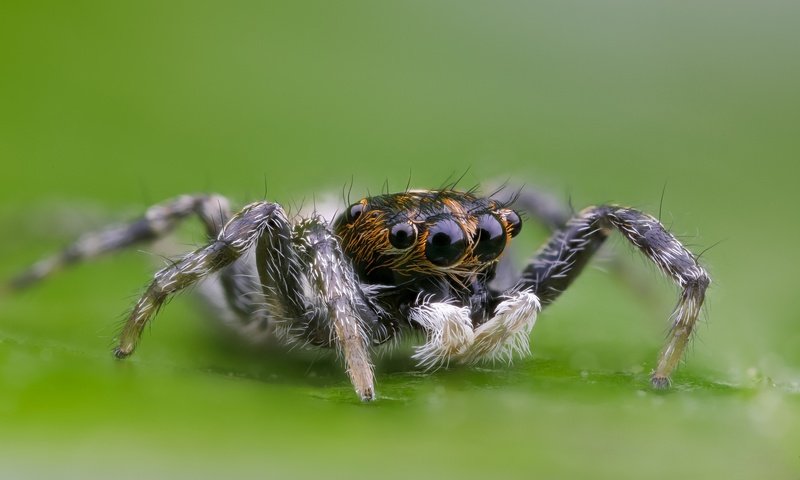 Обои глаза, макро, насекомое, паук, волоски, лапки, боке, eyes, macro, insect, spider, hairs, legs, bokeh разрешение 2000x1333 Загрузить