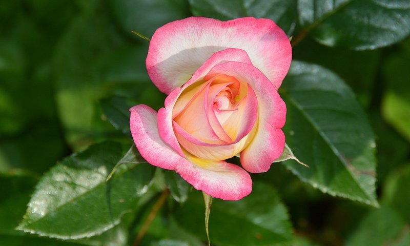 Обои листья, макро, цветок, лепестки, бутон, розовая роза, leaves, macro, flower, petals, bud, pink rose разрешение 4675x3063 Загрузить