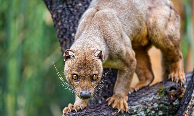 Обои морда, дерево, животные, лапы, когти, зоопарк, фосса, face, tree, animals, paws, claws, zoo, fossa разрешение 4496x2529 Загрузить