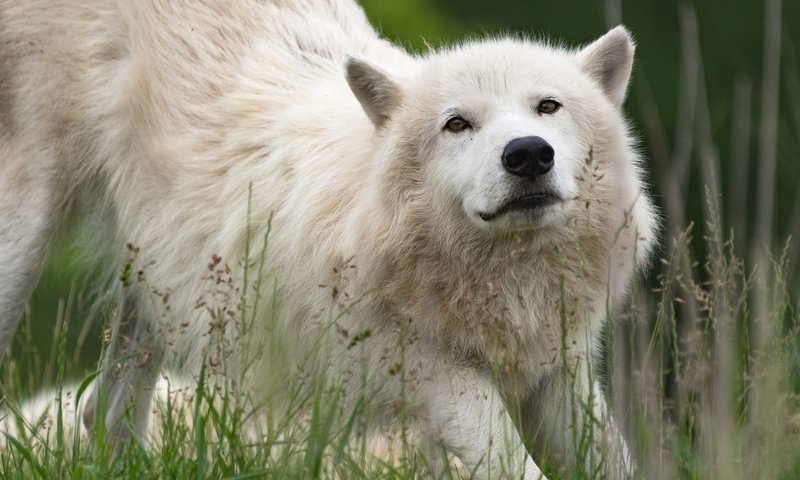 Обои морда, трава, природа, взгляд, белый, волк, арктический волк, face, grass, nature, look, white, wolf, arctic wolf разрешение 2048x1280 Загрузить