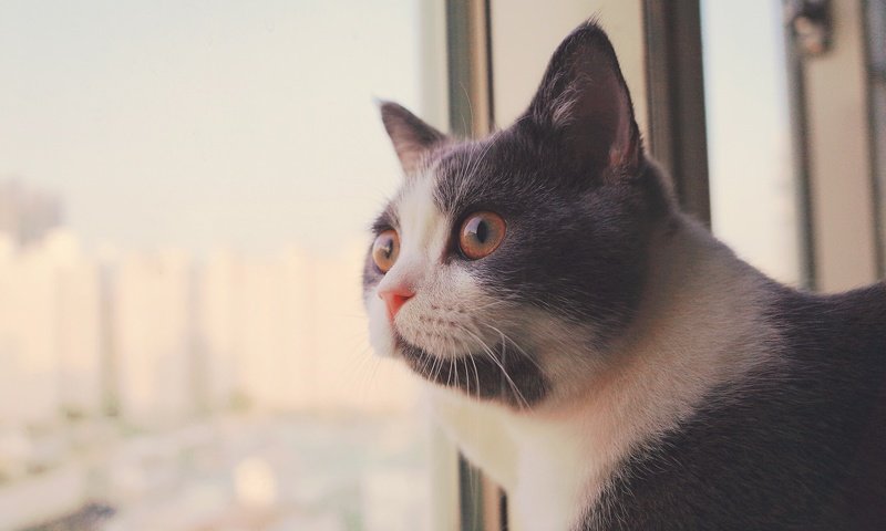 Обои кот, мордочка, усы, кошка, взгляд, окно, cat, muzzle, mustache, look, window разрешение 2048x1357 Загрузить