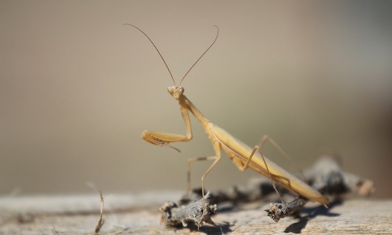 Обои насекомое, фон, взгляд, веточка, богомол, insect, background, look, sprig, mantis разрешение 1920x1280 Загрузить
