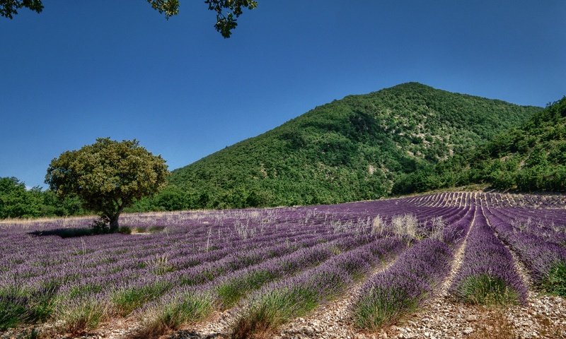 Обои небо, цветы, дерево, поле, лаванда, холм, the sky, flowers, tree, field, lavender, hill разрешение 2500x1560 Загрузить