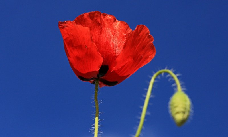 Обои небо, макро, цветок, лепестки, мак, the sky, macro, flower, petals, mac разрешение 2850x1687 Загрузить