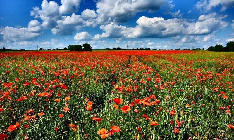 Обои небо, цветы, облака, поле, горизонт, красные, маки, the sky, flowers, clouds, field, horizon, red, maki разрешение 3600x2400 Загрузить