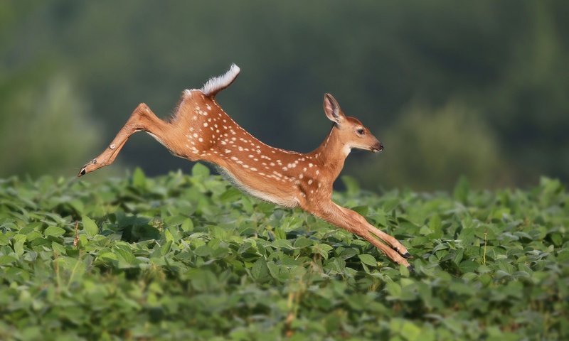 Обои растения, олень, прыжок, олененок, белохвостый олень, plants, deer, jump, fawn, white-tailed deer разрешение 2048x1365 Загрузить