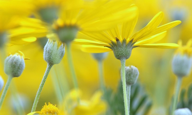 Обои природа, лепестки, размытость, стебель, желтые цветы, nature, petals, blur, stem, yellow flowers разрешение 1920x1212 Загрузить