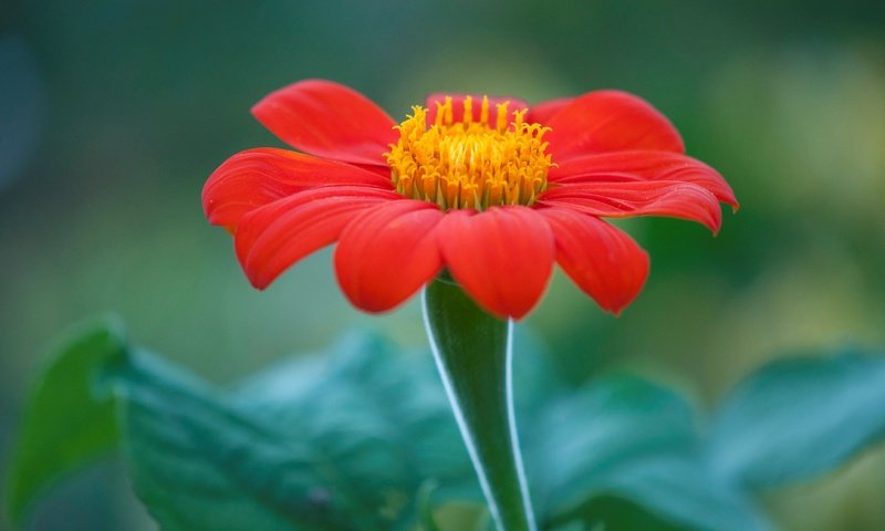 Обои природа, макро, цветок, лепестки, титония, мексиканский подсолнух, nature, macro, flower, petals, titania, mexican sunflower разрешение 4288x2848 Загрузить