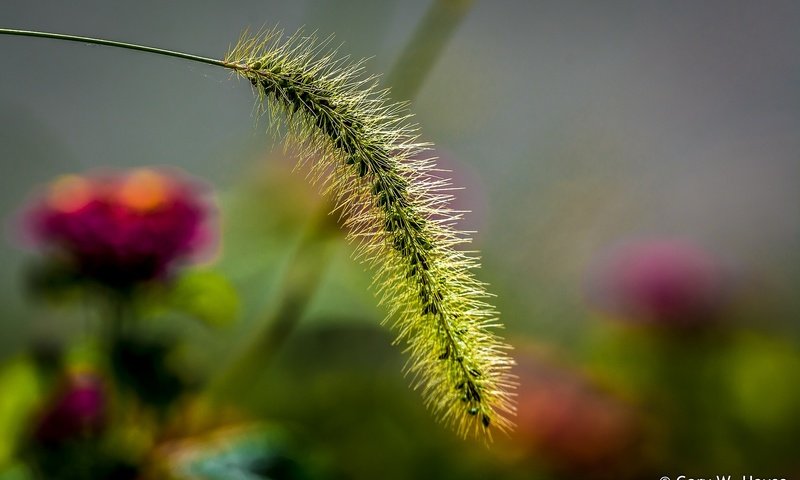 Обои природа, макро, колосок, боке, травинка, nature, macro, spike, bokeh, a blade of grass разрешение 2048x1323 Загрузить