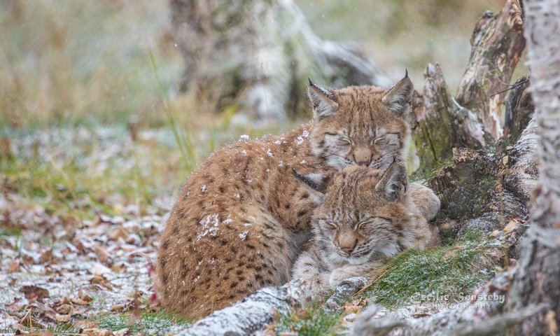 Обои природа, рысь, сон, рыси, nature, lynx, sleep разрешение 2048x1365 Загрузить