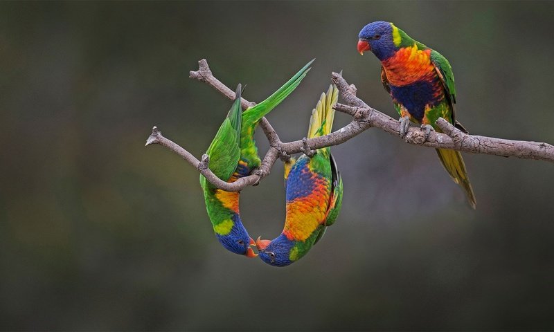 Обои птица, австралия, попугай, радужный лорикет, многоцветный лорикет, bird, australia, parrot, rainbow lorikeet, multicolor lorikeet разрешение 1920x1080 Загрузить