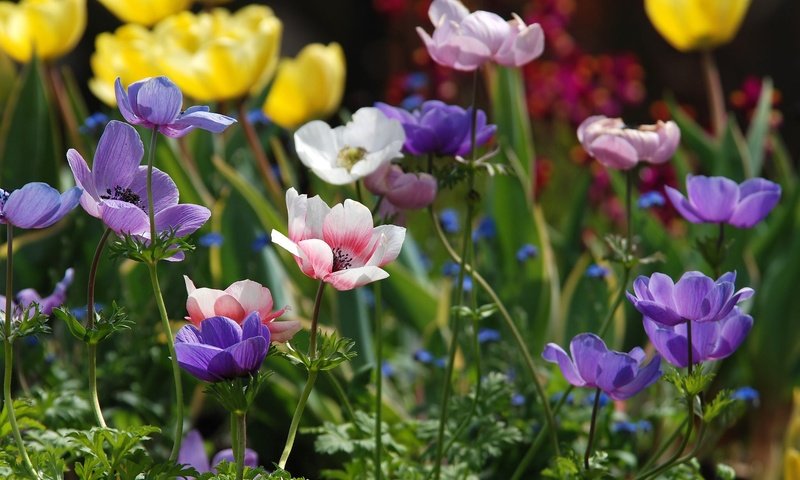 Обои цветы, лепестки, разноцветные, анемоны, ветреница, flowers, petals, colorful, anemones, anemone разрешение 2048x1303 Загрузить
