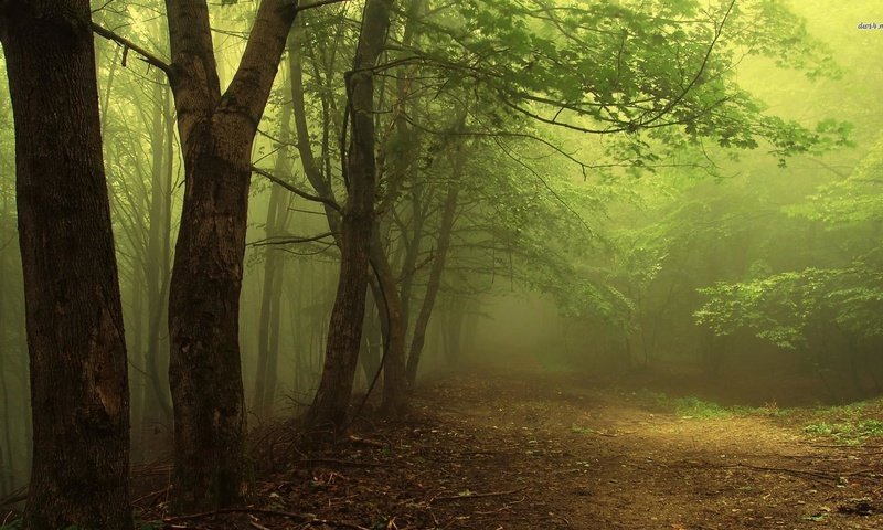 Обои свет, деревья, лес, туман, дорожка, ветки, дымка, чаща, light, trees, forest, fog, track, branches, haze, thicket разрешение 1920x1080 Загрузить