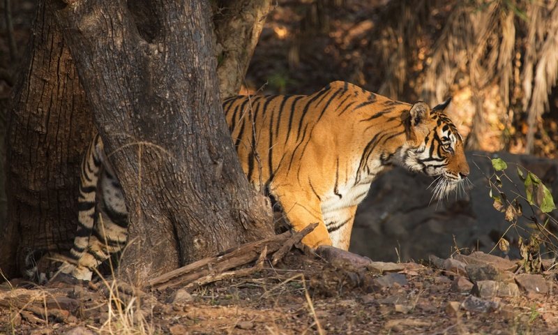 Обои тигр, дерево, хищник, профиль, дикая кошка, tiger, tree, predator, profile, wild cat разрешение 4200x2800 Загрузить