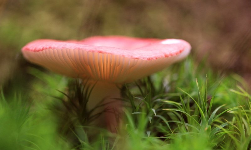 Обои трава, природа, лес, размытость, гриб, grass, nature, forest, blur, mushroom разрешение 2048x1365 Загрузить