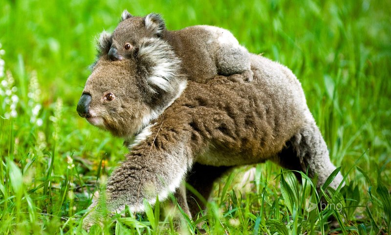 Обои трава, природа, детеныш, медвежонок, коала, коалы, grass, nature, cub, bear, koala, koalas разрешение 1920x1200 Загрузить