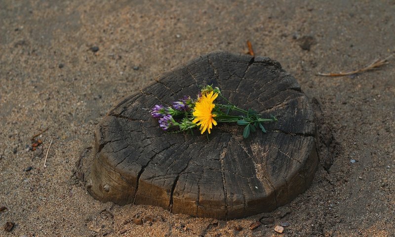 Обои цветы, клевер, песок, трещины, одуванчик, цветочки, пень, flowers, clover, sand, cracked, dandelion, stump разрешение 1920x1280 Загрузить