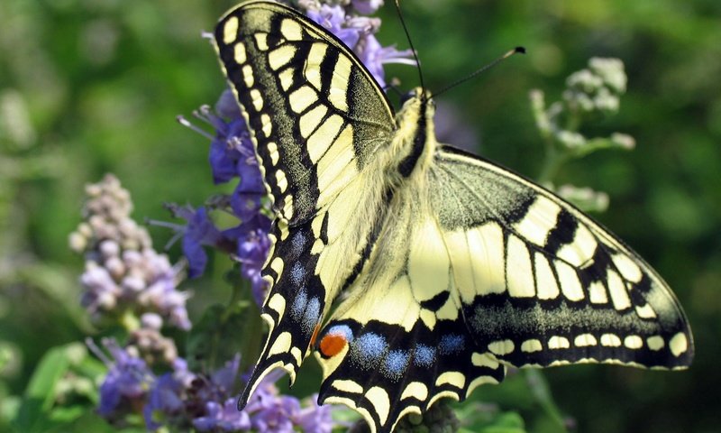 Обои цветы, насекомое, бабочка, крылья, махаон, flowers, insect, butterfly, wings, swallowtail разрешение 2080x1383 Загрузить