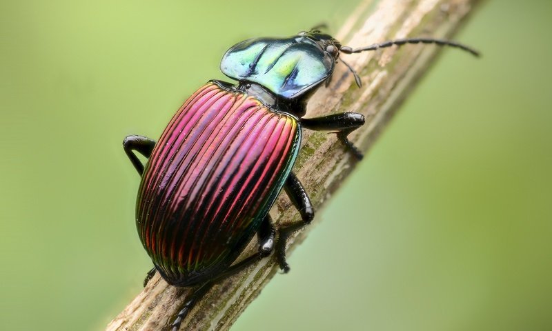 Обои жук, макро, насекомое, стебель, beetle, macro, insect, stem разрешение 2000x1325 Загрузить