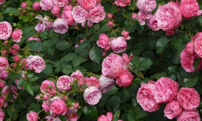 Обои цветы, бутоны, лепестки, розовые, куст, чайная роза, flowers, buds, petals, pink, bush, tea rose разрешение 3264x2448 Загрузить