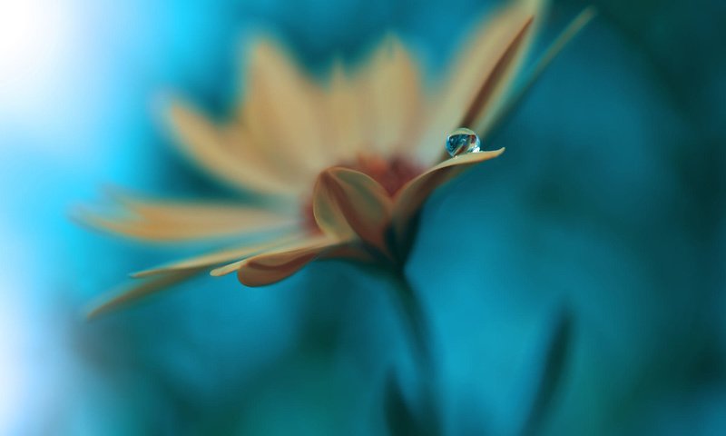 Обои цветок, капля, лепестки, размытость, гербера, juliana nan, flower, drop, petals, blur, gerbera разрешение 2000x1389 Загрузить